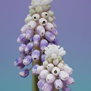 Meet your Posher, Perla